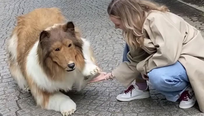 The picture shows man dressed in a dog costume. — YouTube/@I want to be an animal