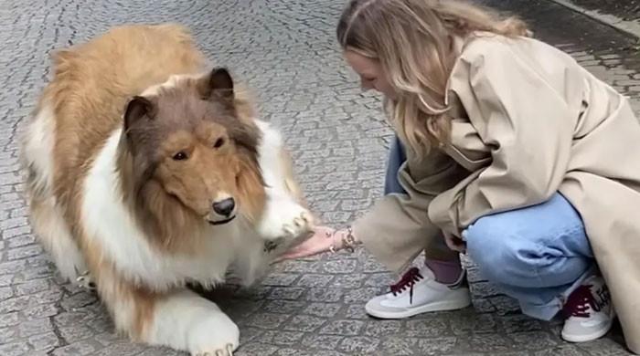 Show biz hot sale shelties