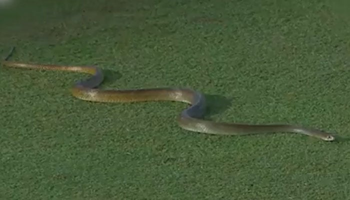 Picture shows snake entering cricket ground. — Twitter/@LPLT20