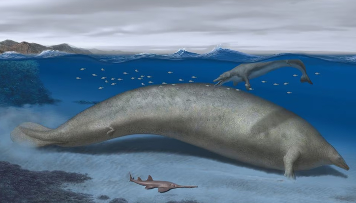 Perucetus colossus, an early whale from Peru that lived about 38-40 million years ago, a marine mammal built somewhat like a manatee that may have exceeded the mass of the blue whale, is seen in an artists rendition. — Reuters/File