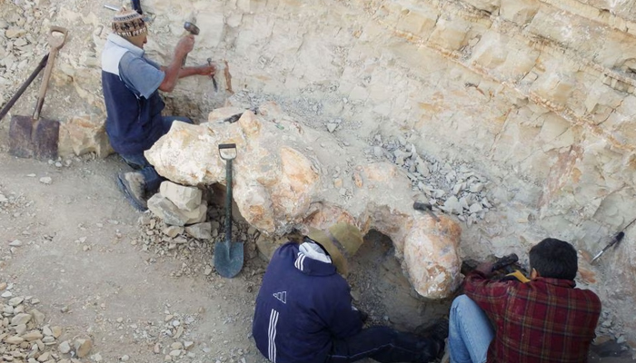 Scientists excavate a vertebra fossil of Perucetus colossus, a huge early whale that lived about 38-40 million years ago, in a remote coastal desert in southern Peru, as seen in this undated photograph. — Reuters