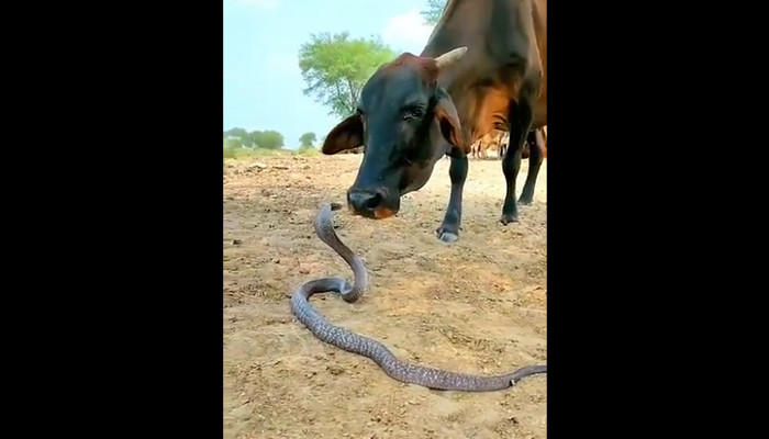 WATCH: This cow-snake love affair is tickling Internet’s underbelly