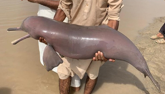 Rare Indus dolphin shot dead in Balochistan