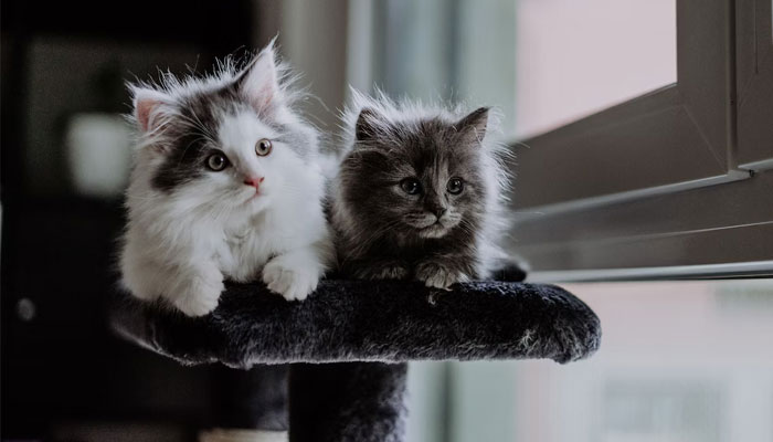 Two cats sitting on a cat tower. — Unsplash/File