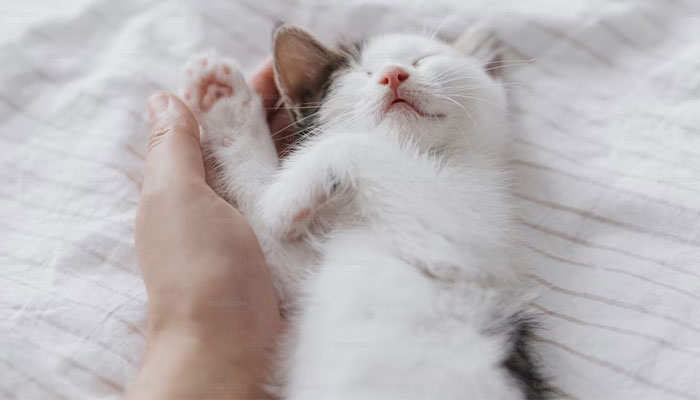 A kitten snuggles with its pet parents hand. — Unsplash/File