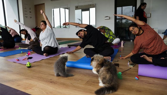 Participants perform yoga as the kittens play around them at a yoga session, which was organised by Pawhour, at a studio in New Delhi, India, August 6, 2023. — Reuters