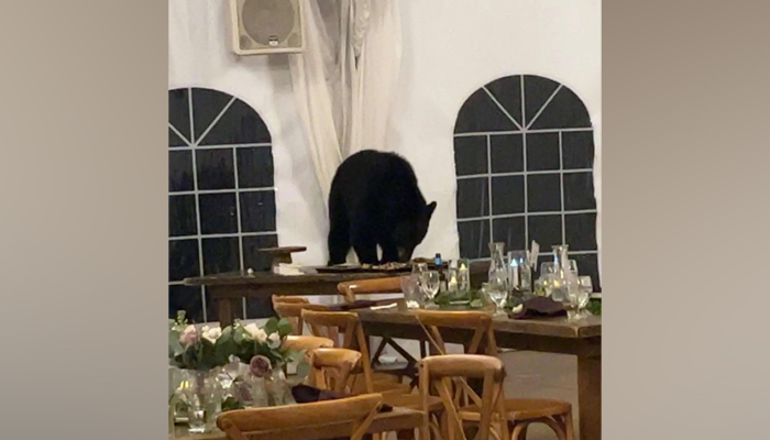 In this picture released on August 2, 2023, shows a bear on a table during a wedding in Colorado eating something. — Facebook/Cailyn MacRossie-Martinez