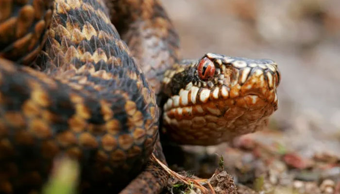 Dangerous snakes spotted on the loose in UK, urgent warning. The Sun