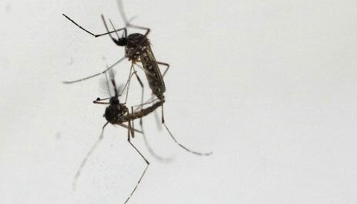 Wolbachia-Aedes aegypti mosquitoes at the National Environmental Agencys mosquito production facility in Singapore on August 19, 2020. Picture taken August 19, 2020.—Reuters