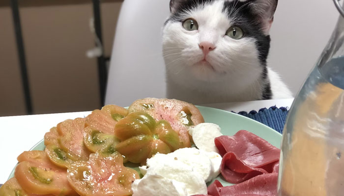 New study explores implications of vegan diet for your cats