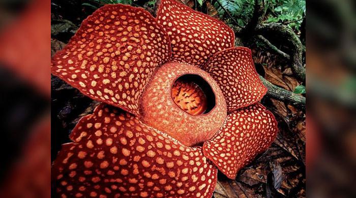 Rafflesia: دنیا کا سب سے بڑا پھول معدومیت کے دہانے پر — یہاں وہ چیز ہے جس کا سائنسدانوں کو خوف ہے۔