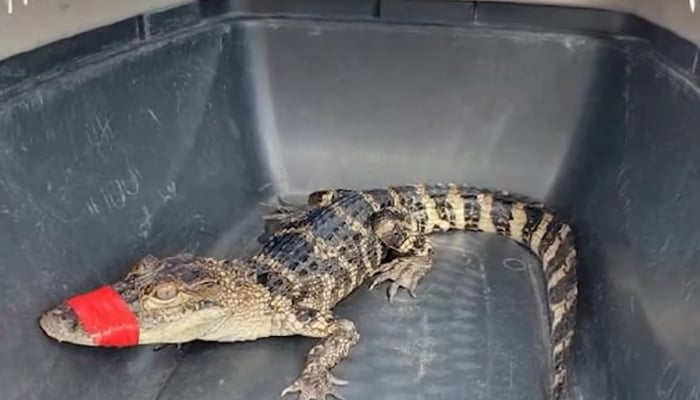 This still taken from a video released on September 22, 2023, shows a juvenile alligator in Florida. — YouTube/Fox News Orlando