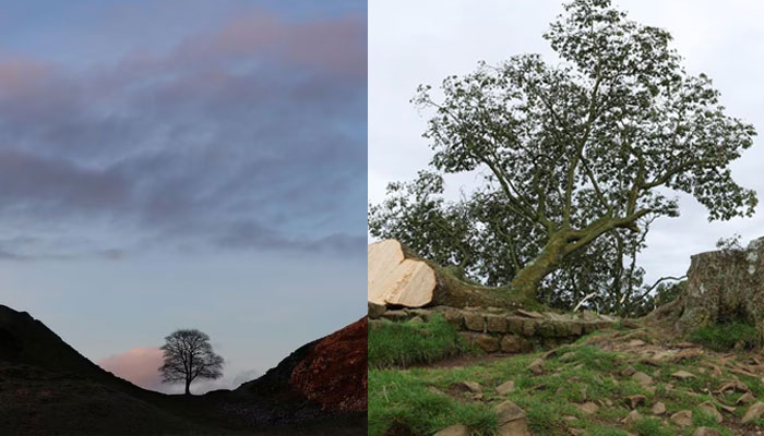 Sycamore Gap is pictured at sunset, near Henshaw, Northumberland, Britain February 26, 2021 (L) and a view of the Sycamore Gap tree that was felled, in Northumberland, Britain, September 28, 2023. — Reuters