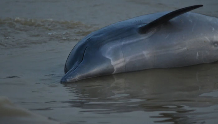 One of many dolphins found dead in the Amazon amid a worsening drought.—André Zumak/Mamirauá Institute