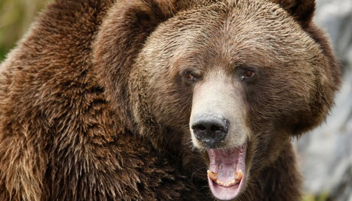 This representational picture shows a grizzly bear. — Reuters/File