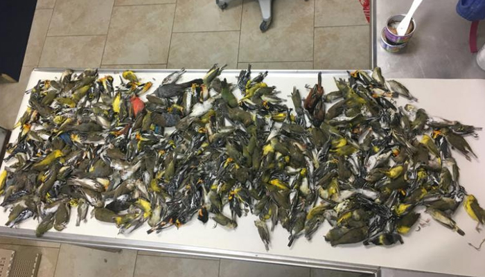 Some of the nearly 400 dead birds which crashed into the American National Building are shown in Galveston, Texas, US. — Reuters/File