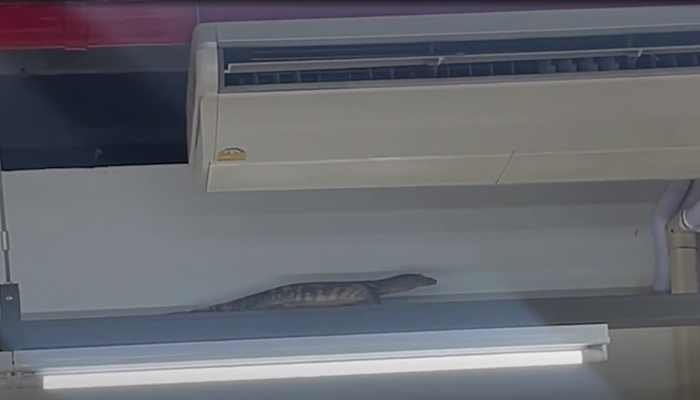 This still taken from a video released on October 12, 2023, shows a giant lizard above shelves in a Thai convenience store in Nakhon Pathom, Thailand. — New York Post