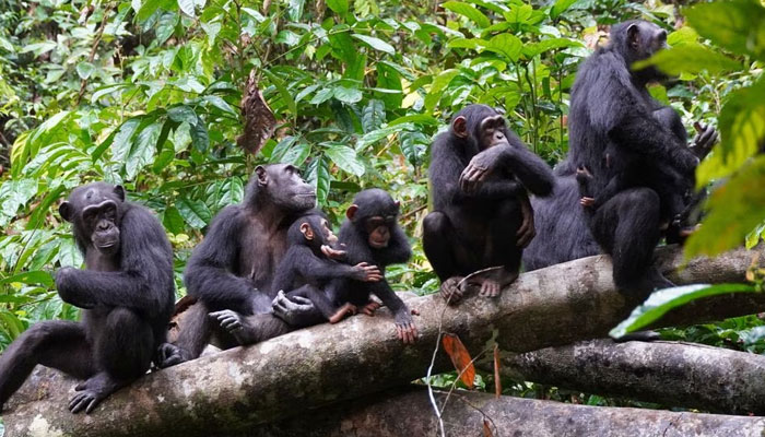 A group of chimpanzees listen to other chimpanzees heard at a distance in the West African forests of Cote dIvoire, studied as part of research by the Tai Chimpanzee Project, in this undated handout photograph. Roman M. Wittig/Tai Chimpanzee Project/Handout via. — Reuters