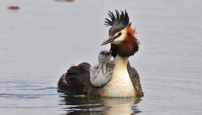 Pūteketeke bird. — Forest and Bird