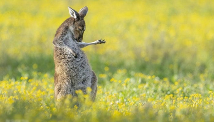 Air-Guitar-Roo: The picture of a kangaroo striking an air guitar pose captured by photographer Jason Moore in a wildflower field in Perth, Australia won the Comedy Wildlife Photo Awards 2023. — Comedy Wildlife Photography Awards/File