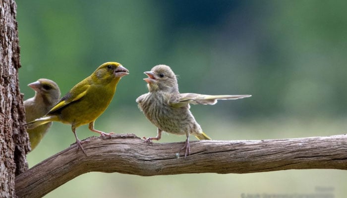 Dispute: A shot of quarrelsome greenfinches taken by photographer Jacek Stankiewicz won the Junior Award at the Comedy Wildlife Photo Awards 2023. — Comedy Wildlife Photography Awards/File
