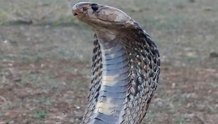 Cobra horror unveiled: Indian man kills wife and daughter, grapples with guilt in police custody.—BBC