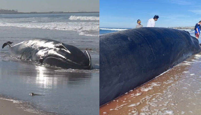 Majestic 52-foot dead Fin Whale washes ashore on San Diego Beach.—