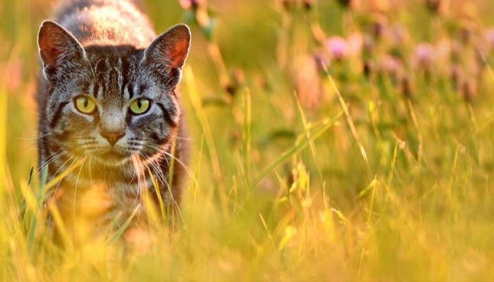 Cats diverse diets pose threat to wildlife diversity.—rawznaturalpetfood