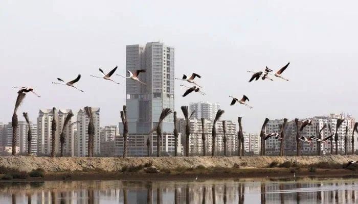 Pink flamingos fly past the new palm tree plantation, at the Clifton Urban Forest, previously a garbage dumping site in Karachi, Pakistan on June 22, 2022. — Reuters