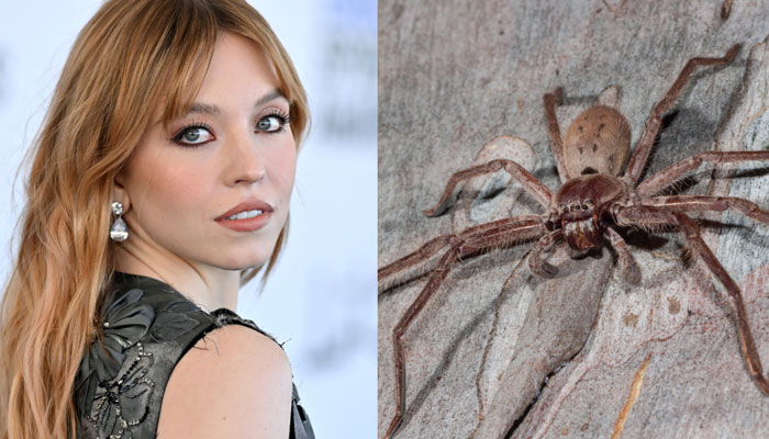 Sydney Sweeney spider bite incident takes twisted turn