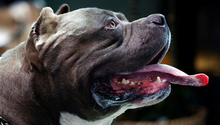 An American bully XL dog at a veterinary clinic in Utrecht, the Netherlands. - Reuters