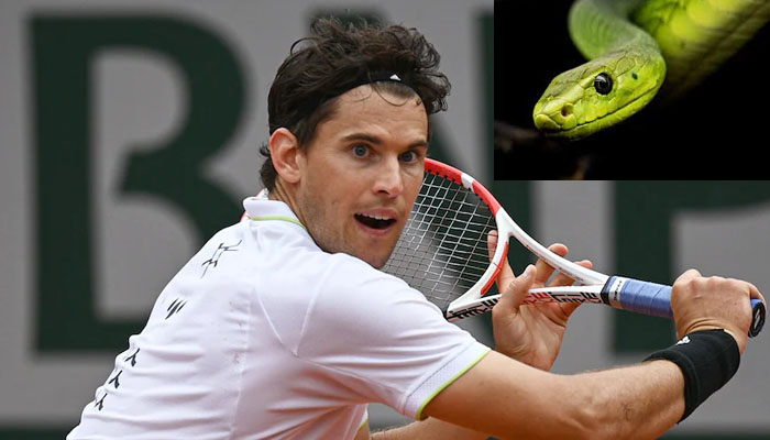 Dominic Thiem during a tennis match. A snake looking out from a tree trunk. — AFP/Vetmed/File