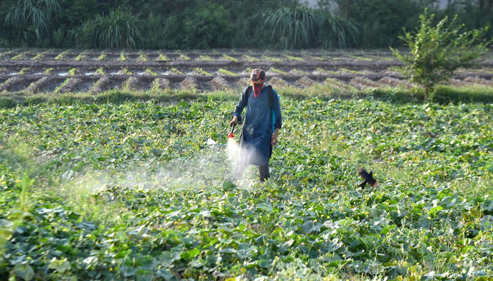 A farmer is spraying crops near Dalazak road in Peshawar on June 21, 2023. — INP