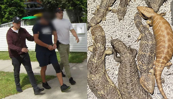 A suspect is taken into custody in Sydney, and some of the 257 lizards were seized by police in New South Wales during the investigation. — NSW Police