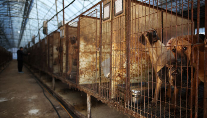 Bill passed banning dog meat in South Korea — Reuters