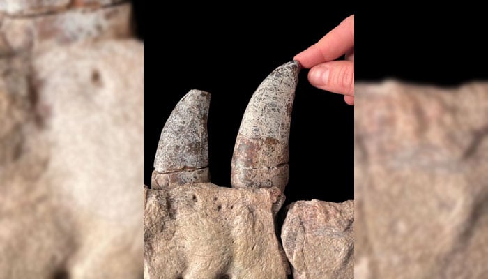 A view of teeth of the newly identified dinosaur species Tyrannosaurus mcraeensis, from a fossil at the New Mexico Museum of Natural History & Science in Albuquerque, New Mexico, US. —Reuters