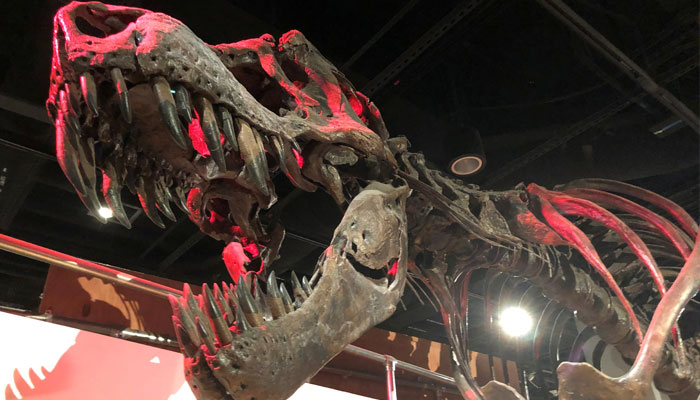 The skeleton of a Tyrannosaurus rex, the large meat-eating dinosaur that lived in western North America and went extinct 66 million years ago, is displayed at the Smithsonian National Museum of Natural History in Washington, US June 16, 2019. Picture taken June 16, 2019. —Reuters