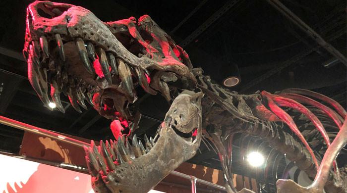 New Mexico fossil is 'Tyrannosaurus mcraeensis' — a new T-rex species