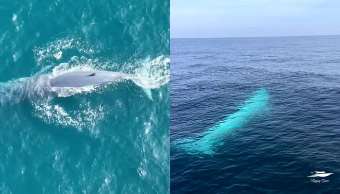The albino whale was seen swimming just below the surface of the water in the Andaman Sea and feet away from the Happy Ours charter boat.—Happy Ours Phuket Charter Team