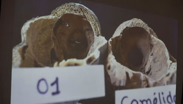 A picture of a study carried out by the Institute of Legal Medicine of Peru on the alien mummies that concluded that they are dolls made with animal bones is displayed in Lima, Peru, January 12, 2024. —Reuters