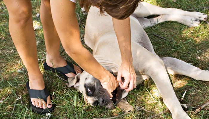 If your choking dog is conscious, it may not be safe to do a finger sweep of his mouth, but it’s the first thing you should do if he loses consciousness.—whole-dog-journal