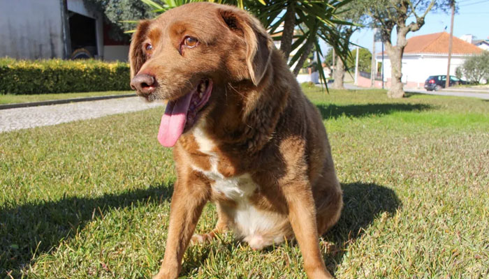 The dog, Bobi, that broke the record for oldest dog ever at 30 years-old, is pictured at Conqueiros, in Leiria, Portugal, February 4, 2023. — Reuters