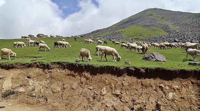 کالام اور مالم جبہ کی وادیوں کے معاشی اعصاب کو برف کے بغیر سردی نے جما دیا۔