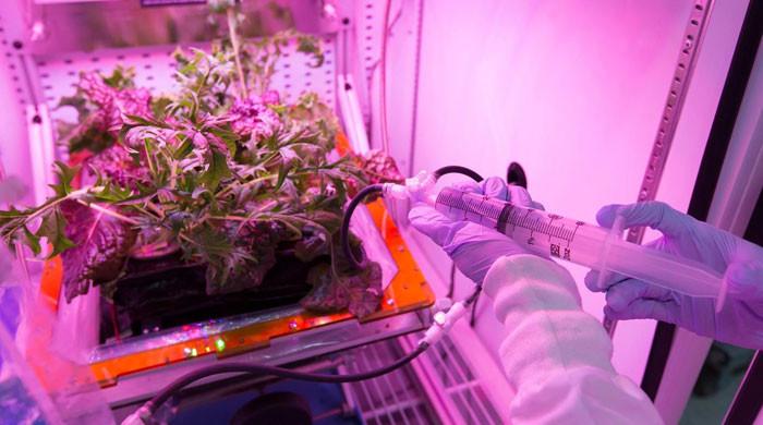 Астронавтам, возможно, придется пересмотреть употребление салатов в космосе