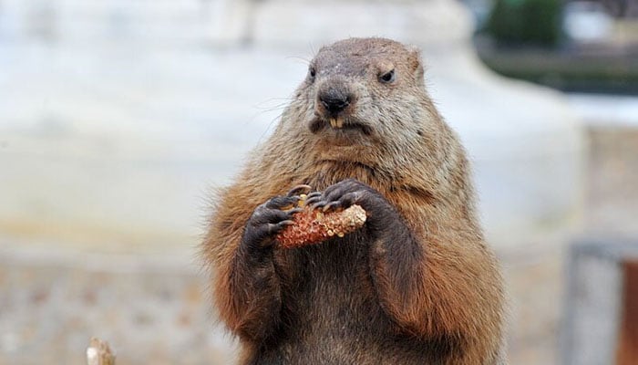 Potomac Phil, a taxidermied groundhog brought out to determine whether he sees his shadow, sits in Washington, DC Potomac Ground Hog club. — AFP/File