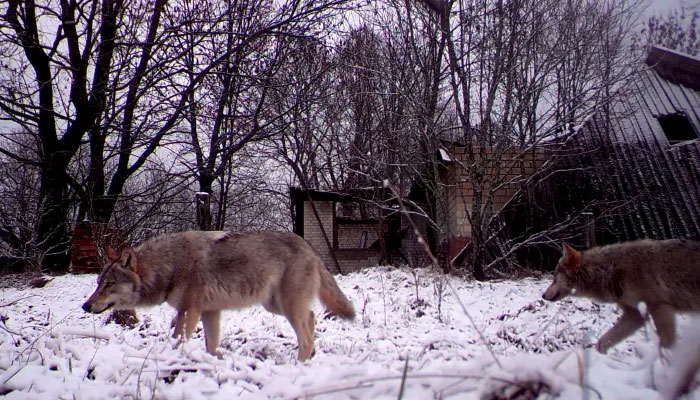 Wolves wander freely inside the exclusion zone around the Chernobyl nuclear reactor in this undated photo.—Reuters