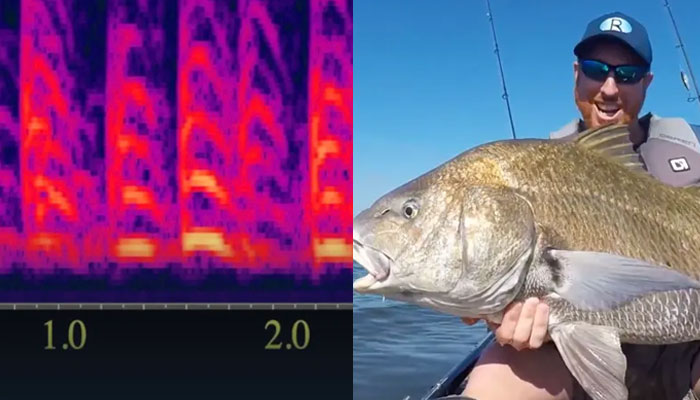 Sound waves produced by mating black drumfish (left) and a man holding a black drumfish (right).  - Dr James Locascio/New York Post