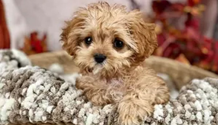 Sweetpea, the star of the Puppy Bowl 2024 and the tiniest puppy to ever participate in the event. — USA Today via Jennifer Siegel