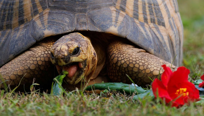 A critically endangered radiated tortoise, who was confiscated in 1998 and named Ninja, is shown eating at the Los Angeles zoo as the US Fish and Wildlife Service and the Association of Zoos and Aquariums announce the launch of the Wildlife Confiscations Network in southern California in Los Angeles, California, US, October 27, 2023. —Reuters