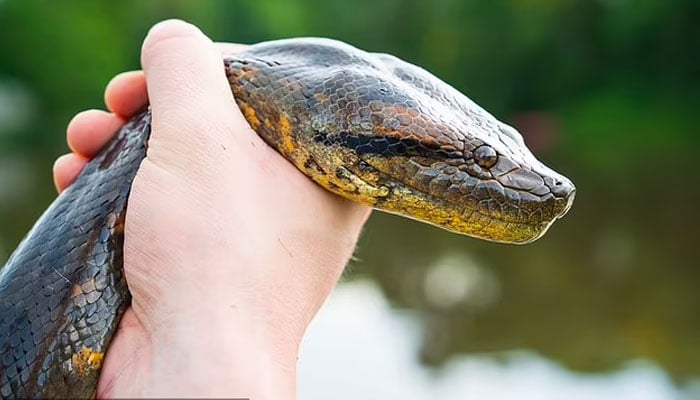 Despite having a head the size of a humans, it seems Professor Vonk, 40, wasnt scared of getting up close and personal with the snake.—Jam Press
